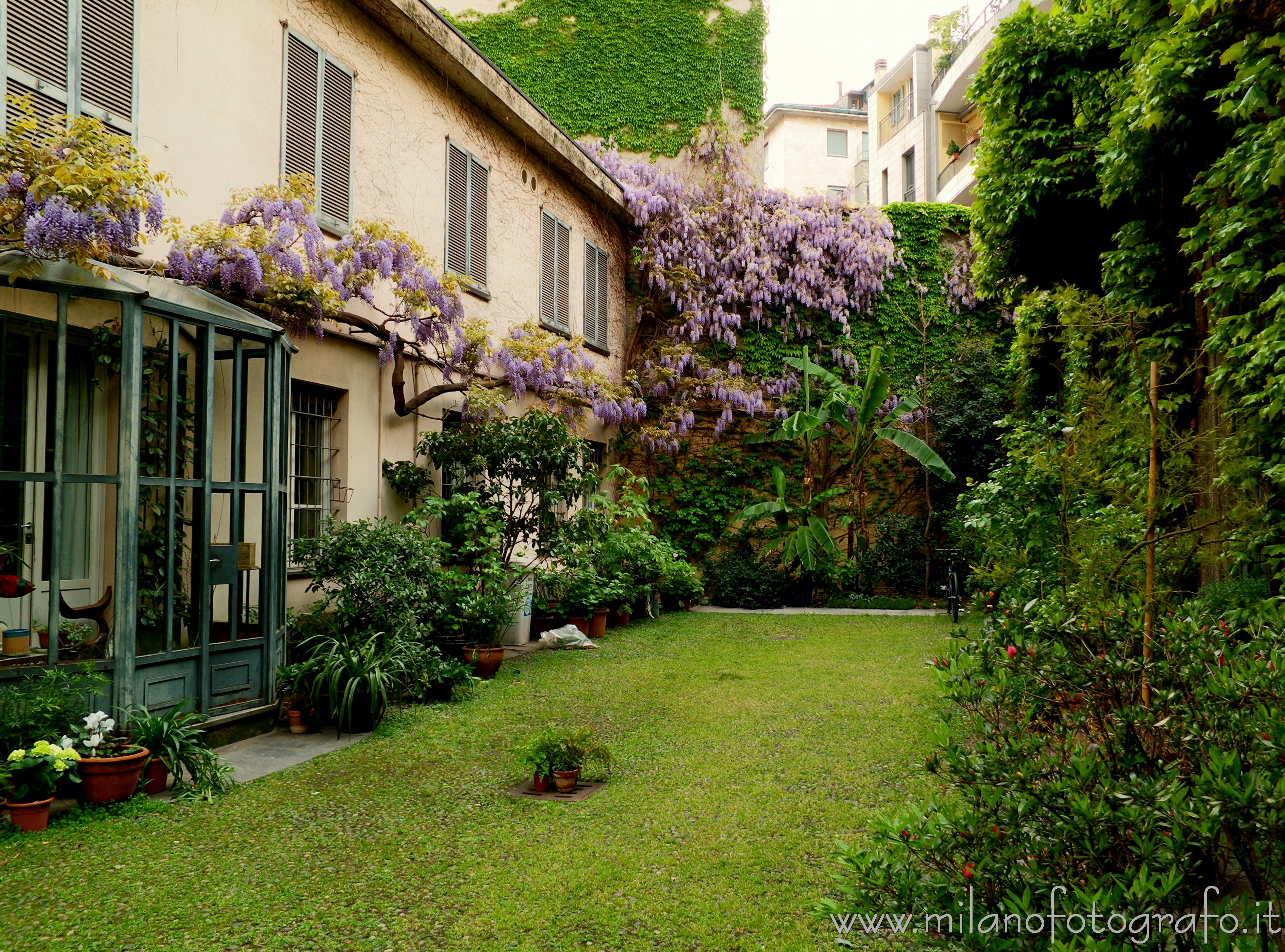 Milan (Italy) - Courtyard with wisteria in bloom in Corso Garibaldi